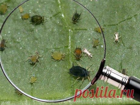 Поселилась тля на огурцах: как с ней бороться?