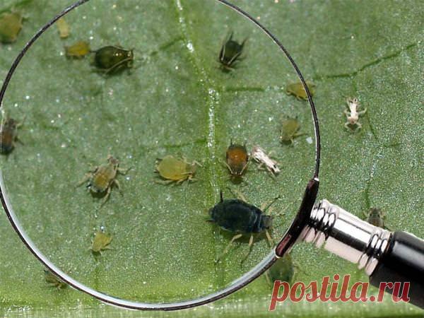 Поселилась тля на огурцах: как с ней бороться?