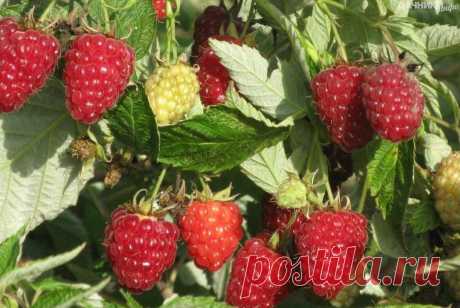 БЛОГ ПОЛЕЗНОСТЕЙ: Как без ущерба для урожая омолодить свой малинник?!