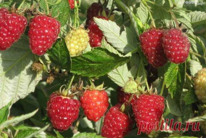 БЛОГ ПОЛЕЗНОСТЕЙ: Как без ущерба для урожая омолодить свой малинник?!