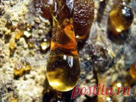 Живица сосны лечит все! | Красота и здоровье