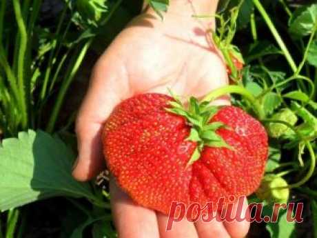 &#127827;9 СЕКРЕТОВ ВЫРАЩИВАНИЯ КРУПНОЙ КЛУБНИКИ&#127827;