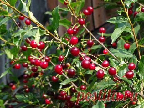 Вишня, уход