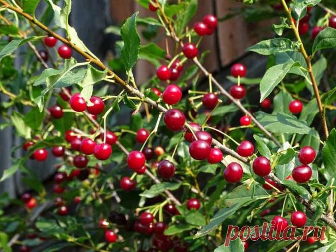 Вишня, уход