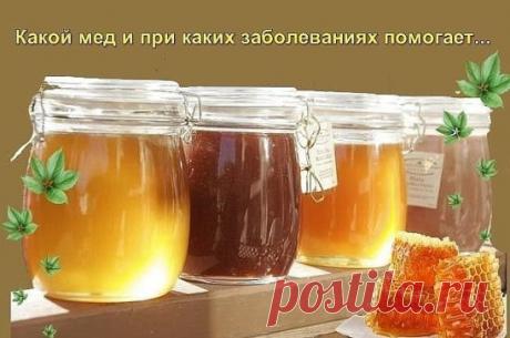 Какой мед и при каких заболеваниях помогает?  
  Акациевый.  Особенно полезен мужчинам, а также при заболеваниях почек и мочевыводящих путей.  
  Горчичный.  Заболевания дыхательных путей, используется как мочегонное средство.  
  Гречишный.  Содержит много железа и белка: очищает сосуды, способствует регенерации поврежденных тканей, повышает уровень гемоглобина. Рекомендуется беременным женщинам и людям, страдающим хроническим гастритом с повышенной кислотностью.  
  Каштановый.  Помогает п