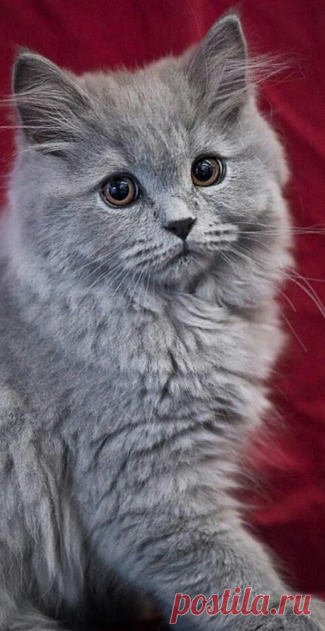 (20) Pinterest