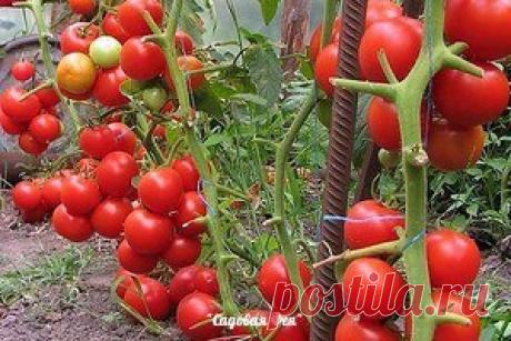 ЙОД,НАШАТЫРЬ,ЗЕЛЕНКА В ОГОРОДЕ.