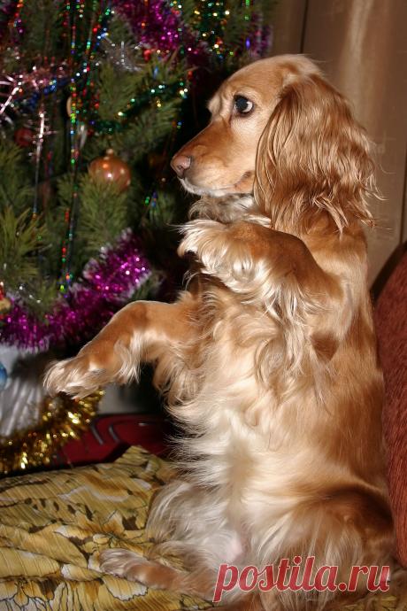 Её зовут Шарлота