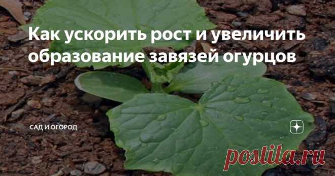 Как ускорить рост и увеличить образование завязей огурцов