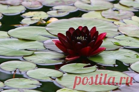 Фото Без названия. Альбом Кувшинки и Лотосы - 117 фото. Фотографии Ольга Дудина.
