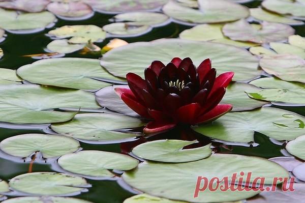 Фото Без названия. Альбом Кувшинки и Лотосы - 117 фото. Фотографии Ольга Дудина.