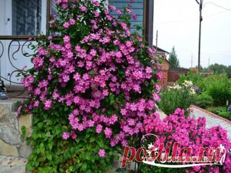 КЛЕМАТИС Клематис — изумительный красавец, роскошный обольститель наших серд...