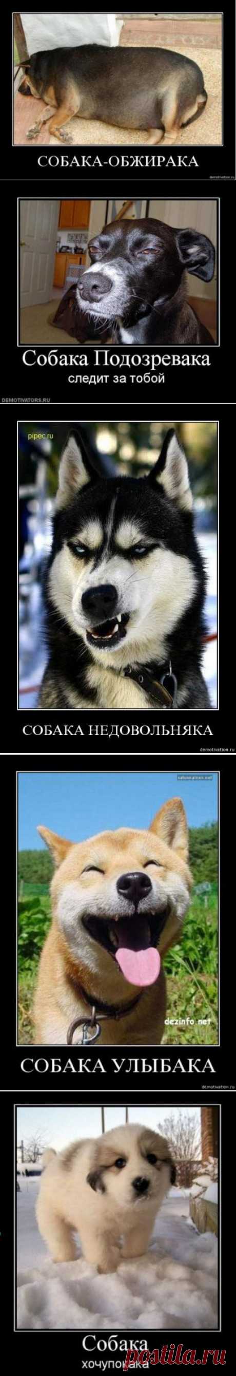 Собака-охреневака. Собака-подозревака. А у вас какая АКА? :-) | ГавПост