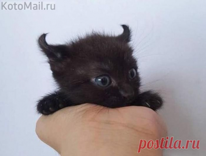 Ух, дьяволенок!