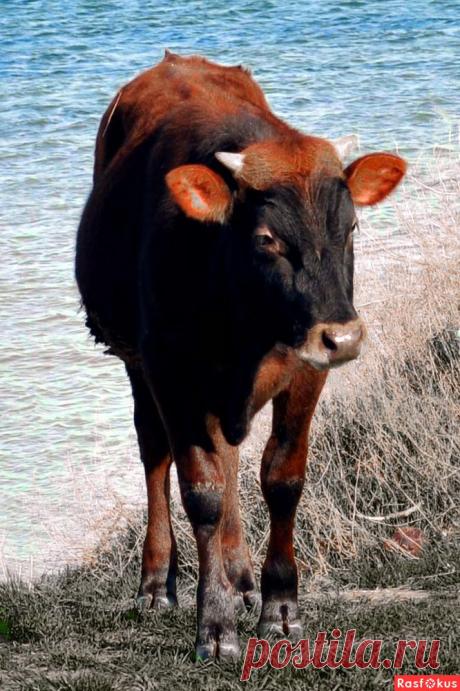 Фото: Бычок на берегу моря. Николай Попов. Фото животных - Фото и фотограф на Расфокусе.