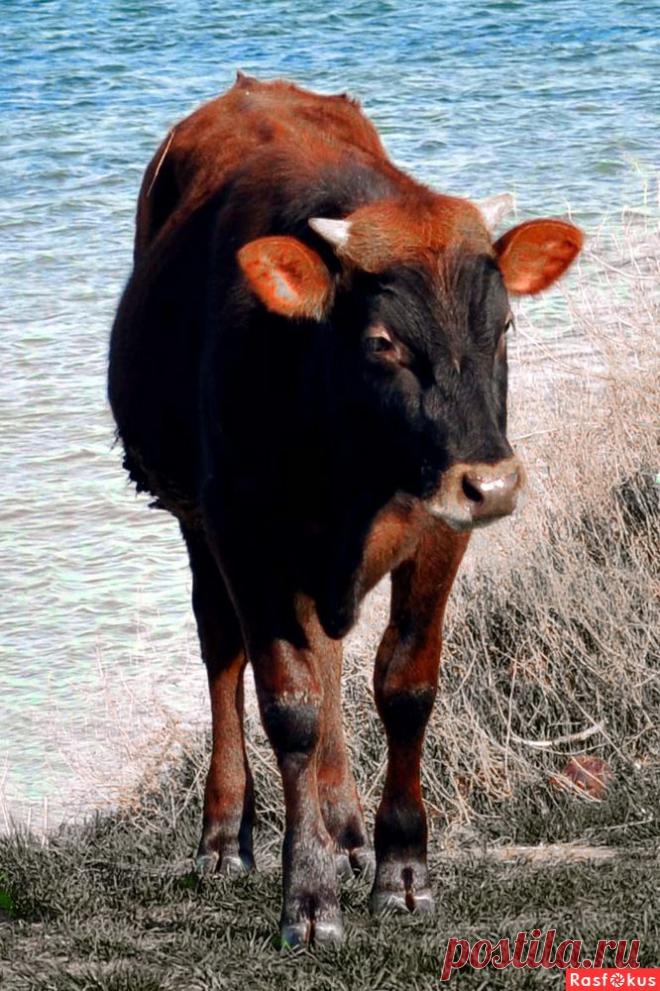 Фото: Бычок на берегу моря. Николай Попов. Фото животных - Фото и фотограф на Расфокусе.