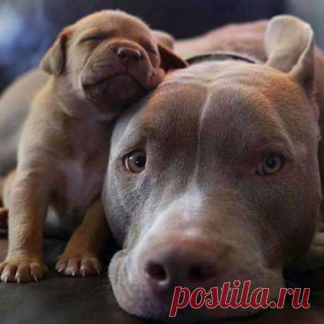 Милые щенки, которые вызовут вашу улыбку
