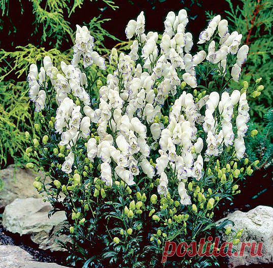 Цветы аконит С фото | Дача своими руками