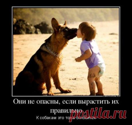 Клятва верности - Человек и Собака....