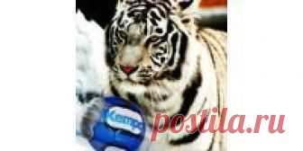 (+9) Легкий способ разгонки метаболизма