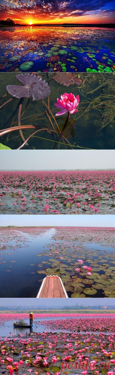 Озеро лотосов в Таиланде | Самоцветик