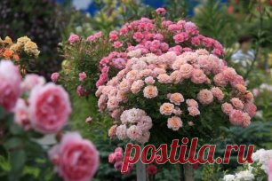 СПАСАЕМ РОЗЫ....ВОДКОЙ
Сохраните, чтобы не потерять!
Прошлой зимой мои розочки подопрели.ну думаю пропали цветочки потом узнала совет что можно спасти розы настоем:
1стак. водки на ведро воды.
И я так и сделала полила всего 1 раз и они стали расти,и цвести лучше чем в прошлом.
