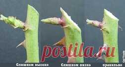 КАК ПРАВИЛЬНО ОБРЕЗАТЬ РОЗЫ