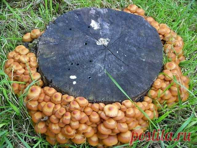 ✔ ПОЛЕЗНЫЕ СОВЕТЫ : 

Как вырастить опята на даче

Любители грибов могут собирать опята без долгого хождения в лесу. Их можно без особых усилий вырастить у себя на дачном участке. В лесу опята растут на заваленных, загнивших деревьях, на пенечках. На дачном участке для них можно создать те же условия. Опята считаются самыми вкусными и ароматными грибами. Из них делают салаты, используют при приготовлении блюд, маринуют, жарят.

1 Необходимо приготовить бревна диаметром бол...