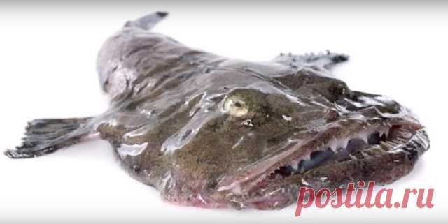 Простые Рецепты : МОРСКОЙ ЧЕРТ рецепт или рыба Удильщик как приготовить.