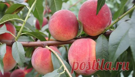 Особенности выращивания персика — Ⴚα∂ ℨα୮০τ০Ᏸҡα