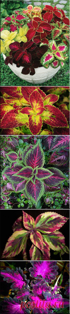 Колеус (Coleus). Описание, виды и уход за колеусом | Флористика на "Добро ЕСТЬ!"