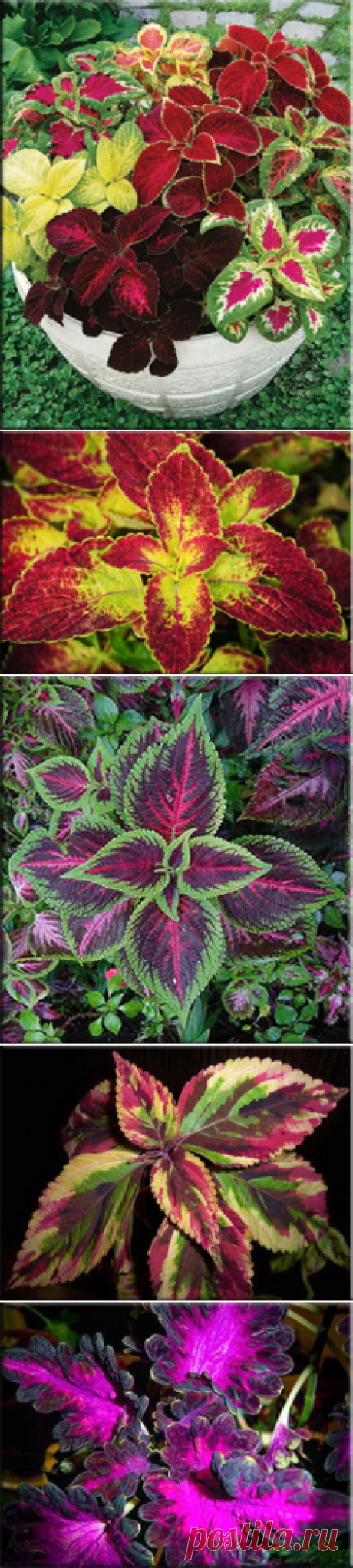 Колеус (Coleus). Описание, виды и уход за колеусом | Флористика на &quot;Добро ЕСТЬ!&quot;