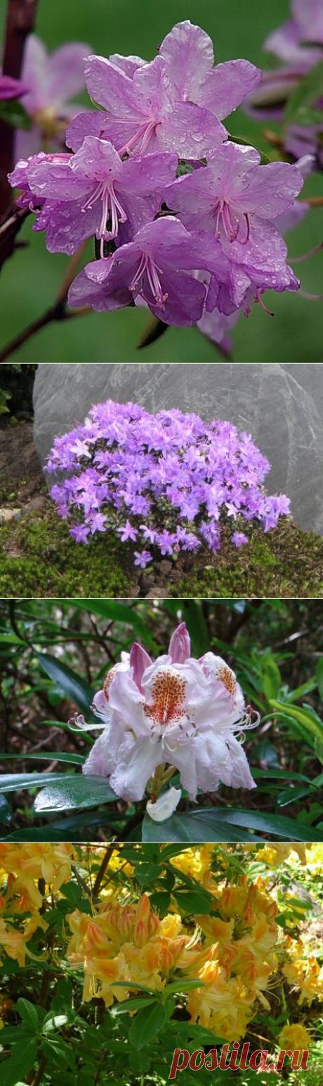 Рододендроны в саду. Посадка и уход.