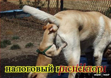 Позитив зверский, собачий, профессиональный Таможенный контроль на Украинской границе.