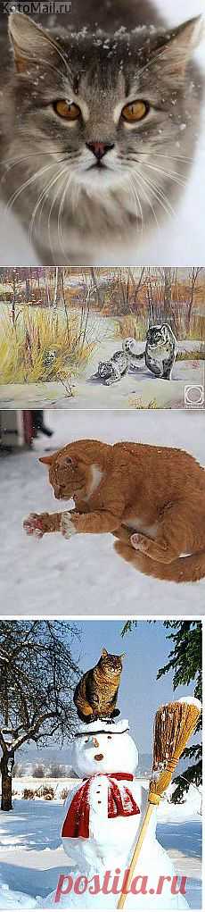 Мандарины, коты и первый снег. Кусочек Постилы к чаю - tania.moisei@mail.ru - Почта Mail.Ru