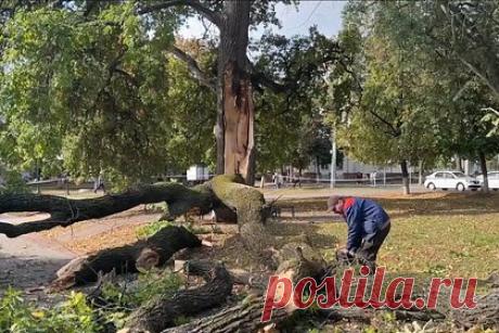 В России упало посаженное в честь отмены крепостного права дерево. В Орле развалился дуб, посаженный в 1861 году в честь отмены крепостного права. Дерево до 2001 года входило в список объектов культурного наследия, и из-за недостаточного надзора раздвоилось. Затем одна из его частей обрушилась, перекрыв дорогу в парке. Теперь дерево, возможно, придется удалить.