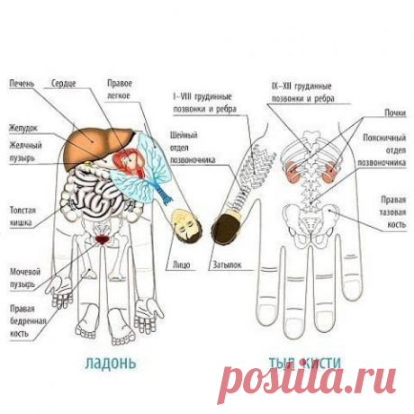 Акупунктура без иголок! Массаж для снижения аппетита — Диеты со всего света