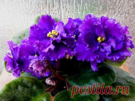 Всё о фиалках...