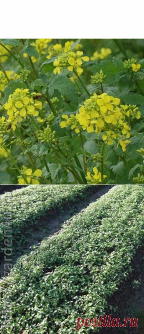 Горчица, как удобрение. Выращивание горчицы, как сидерата