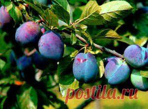 Чем полезна слива? |