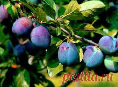 Чем полезна слива? |