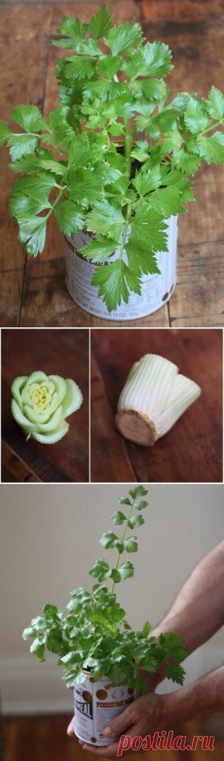 ВЫРАЩИВАЕМ СЕЛЬДЕРЕЙ В БАНКЕ