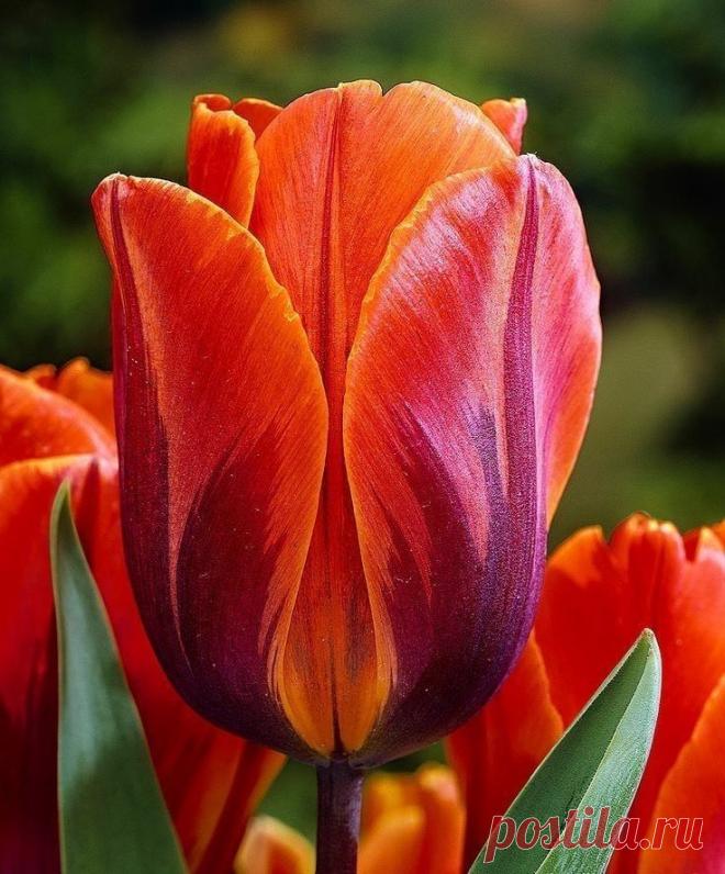 Пин на доске яТЮЛЬПАНЫ