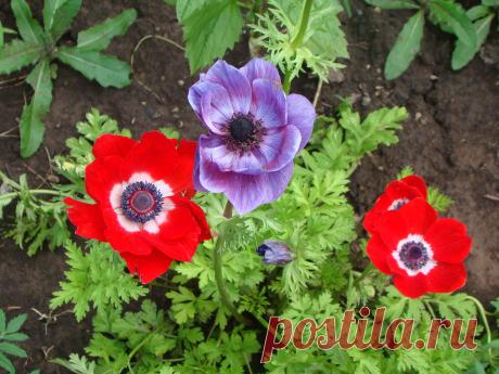 цветы в моём саду .