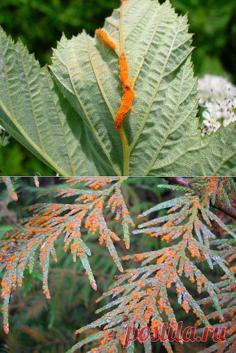 Ботаничка.ru | Ржавчина. Болезнь, борьба, средства, как избавиться. На растениях