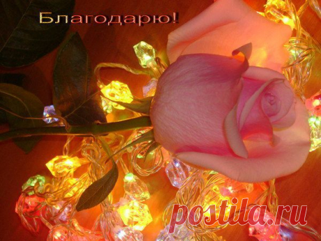 Фото СПАСИБО!. Альбом БЛАГОДАРНОСТИ - 50 фото. Фотографии zoja simonova.