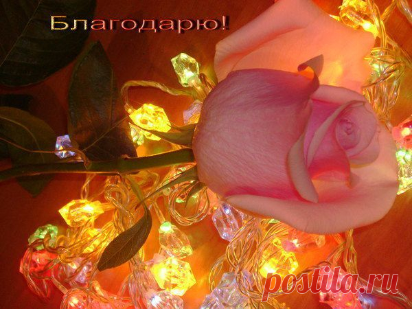 Фото СПАСИБО!. Альбом БЛАГОДАРНОСТИ - 50 фото. Фотографии zoja simonova.