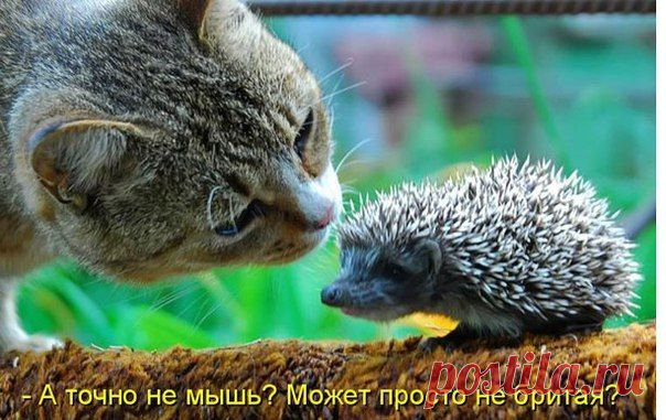 Новости
