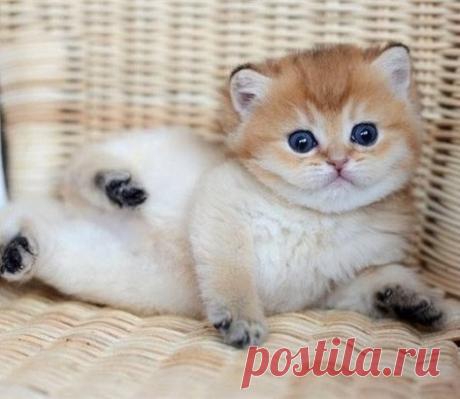 Непринужден и изящен