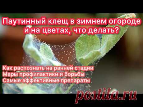 ЗНАЙ ВРАГА В ЛИЦО - у меня паутинный клещ! Самые эффективные препараты для борьбы с ним и не только.